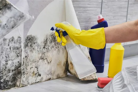 Mould Cleaning Services Sydney